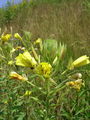058_03_01ab_svetlin_dvoletni_Oenothera_biennis_ab.JPG