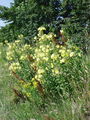058_03_01ba_dvoletni_svetlin_Oenothera_biennis_DSC09963.jpg