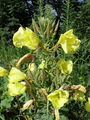 058_03_01bb_dvoletni_svetlin_Oenothera_biennis_DSC01563.jpg