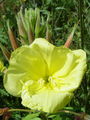 058_03_01bc_dvoletni_svetlin_Oenothera_biennis_DSC09957.jpg