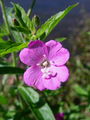 058_04_01ac_Vrbovec_dlakavi_Epilobium_hirsutum_ac.jpg