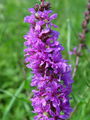 059_01_02ac_Krvenka_navadna_Lythrum_salicaria_ac.jpg