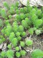 061_01_01ba_Rmanec_vretencasti_Myriophyllum_verticillatum_DSC01232.jpg