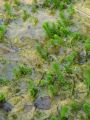 061_01_01bb_Rmanec_vretencasti_Myriophyllum_verticillatum_DSC01942.jpg