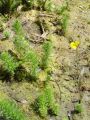 061_01_01bc_Rmanec_vretencasti__Myriophyllum_verticillatum_DSC01151.jpg