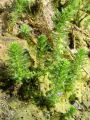 061_01_01bd_Rmanec_vretencasti_Myriophyllum_verticillatum_DSC01166.jpg