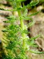 061_01_01be_Rmanec_vretencasti_Myriophyllum_verticillatum_DSC01150.jpg