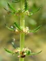 061_01_01bf_Rmanec_vretencasti_Myriophyllum_verticillatum_DSC01158.jpg