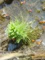 061_01_01bg_Rmanec_vretencasti_Myriophyllum_verticillatum_DSC01149.jpg