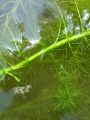 061_01_01bh_Rmanec_vretencasti_Myriophyllum_verticillatum_DSC01162.jpg