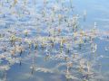 061_01_02ba_Rmanec_klasasti_Myriophyllum_spicatum_2011_06290063.jpg