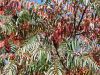 063_01_02bc_octovec_Rhus_typhina_IMG_4252a.jpg