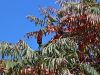 063_01_02bd_octovec_Rhus_typhina_IMG_4253.JPG