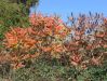 063_01_02be_octovec_Rhus_typhina_IMG_3466.JPG