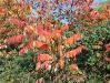 063_01_02bf_octovec_Rhus_typhina_IMG_3464.JPG