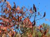 063_01_02bg_octovec_Rhus_typhina_IMG_3465.JPG