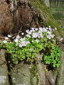 068_01_01ba_navadna_zajcja_deteljica_Oxalis_acetosella.jpg