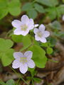 068_01_01bb_navadna_zajcja_deteljica_Oxalis_acetosella_DSC08541.jpg