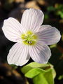 068_01_01bc_navadna_zajcja_deteljica_Oxalis_acetosella_DSC03259.jpg