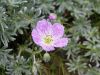 071_01_02cd_krvomocnica_srebrna_Geranium_argenteum_IMG_7138a.jpg