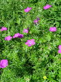 Filename=071_01_03ba_krvavordeca_krvomocnica_Geranium_sanguineum_DSC01717.jpg
Filesize=363KB
Dimensions=675x900
Date added=Jan 10, 2009 071_01_03ba_krvavordeca_krvomocnica_Geranium_sanguineum_DSC01717.jpg