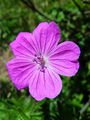 Filename=071_01_03bc_krvavordeca_krvomocnica_Geranium_sanguineum_DSC09652.jpg
Filesize=169KB
Dimensions=675x900
Date added=Jan 10, 2009 071_01_03bc_krvavordeca_krvomocnica_Geranium_sanguineum_DSC09652.jpg