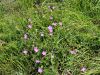 Filename=071_01_03ca_Krvomocnica_krvavordeca_Geranium_sanguineum_IMG_6074a.jpg
Filesize=526KB
Dimensions=900x675
Date added=Jun 13, 2018 071_01_03ca_Krvomocnica_krvavordeca_Geranium_sanguineum_IMG_6074a.jpg