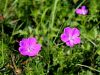 Filename=071_01_03cb_Krvomocnica_krvavordeca_Geranium_sanguineum_IMG_6075a.jpg
Filesize=226KB
Dimensions=900x675
Date added=Jun 13, 2018 071_01_03cb_Krvomocnica_krvavordeca_Geranium_sanguineum_IMG_6075a.jpg
