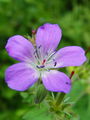 071_01_05bc_gozdna_krvomocnica_Geranium_sylvaticum_DSC00607.jpg