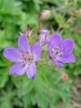 071_01_05cc_Krvomocnica_gozdna_Geranium_sylvaticum_cc.jpg