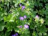 071_01_05cd_krvomocnica_gozdna_Geranium_sylvaticum_IMG_7061a.jpg
