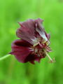 071_01_07ab_Krvomocnica_rjavordeca_Geranium_phaeum_ab.jpg