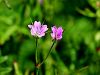 071_01_15cc_krvomocnica_golobja_Geranium_columbinum_IMG_0589a.jpg