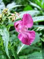 072_01_03bd_Nedotika_zlezava_Impatiens_glandulifera_2010_07290026.jpg