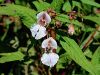 072_01_03bf_Nedotika_zlezava_Impatiens_glandulifera_IMG_8502a.jpg
