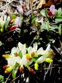 073_01_01bc_Grebenusa_zanjevec_Polygala_chamaebuxus_DSC09697.jpg