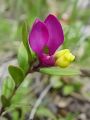 073_01_01be_Grebenusa_zanjevec_Polygala_chamaebuxus.jpg