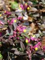 073_01_01cb_Grebenusa_zanjevec_Polygala_chamaebuxus_cb.jpg