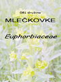 081_00_00b_mleckovke_Euphorbiaceae_DSC09972.jpg