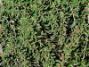 081_01_06bc_mlecek_plazeci_Euphorbia_prostrata_IMG_8295a.jpg