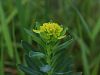 081_01_12cc_mlecek_mocvirski_Euphorbia_palustris_IMG_2364a.jpg