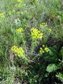 081_01_29ab_mlecek_cipresasti_Euphorbia_cyparissias_ab.jpg