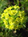 081_01_29ac_mlecek_cipresasti_Euphorbia_cyparissias_ac.jpg