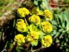 081_01_33cc_mlecek_gladki_Euphorbia_nicaeensis_IMG_5035aa.jpg