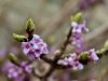 082_01_05ce_volcin_navadni_Daphne_mezereum_IMG_6809a.jpg