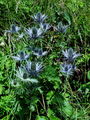 085_05_02cb_Mozina_alpska_Eryngium_alpinum_zavH_R_DSC03592a.jpg