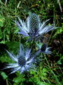 085_05_02cc_Mozina_alpska_Eryngium_alpinum_zavH_R__DSC03593a.jpg