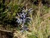 085_05_04ce_mozina_ametistasta_Eryngium_amethystinum_IMG_9661.JPG