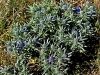 085_05_04cf_mozina_ametistata_Eryngium_amethystinum_IMG_4980aa.jpg