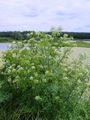 085_30_01bb_pikasti_misjak_Conium_maculatum_DSC01483.jpg
